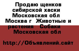 Продаю щенков сибирской хаски - Московская обл., Москва г. Животные и растения » Собаки   . Московская обл.
